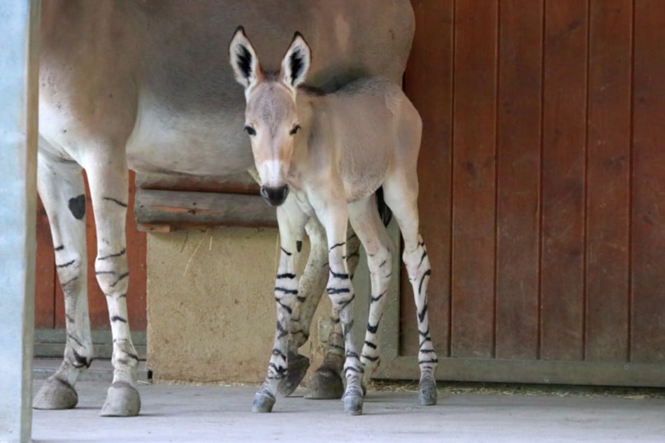 Der weibliche Somali-Wildesel erblickte im Tierpark Chemnitz das Licht der Welt.