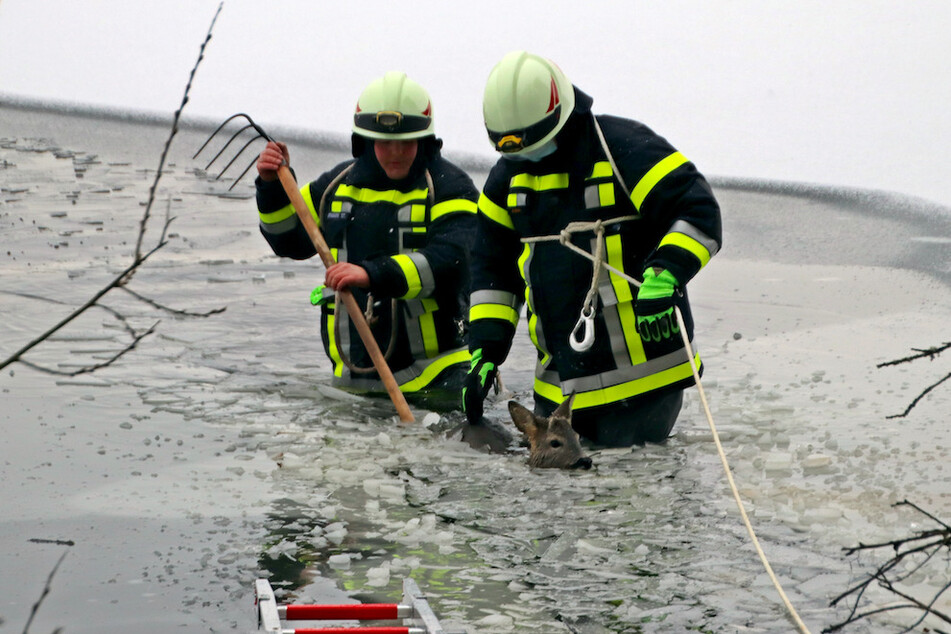 Zwei Feuerwehrleute holen ein junges Reh aus dem Wasser eines Weihers in der Oberpfalz.