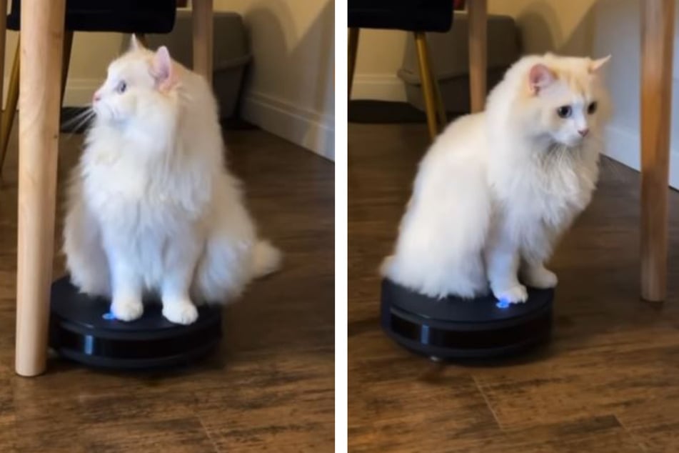 Decklyn the kitty goes for a ride on a Roomba.