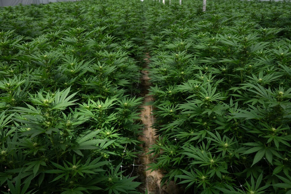 The US government has reclassified marijuana, making it easier for Americans to use the drug for medical reasons.