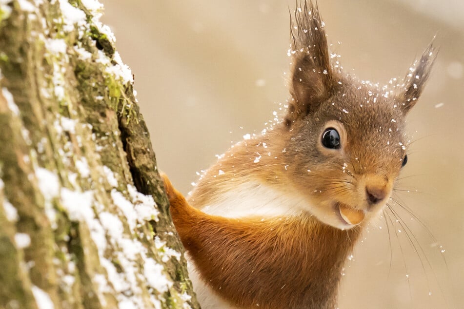 Kein Witz: Polizei bildet Eichhörnchen zu Drogen-Ermittlern aus