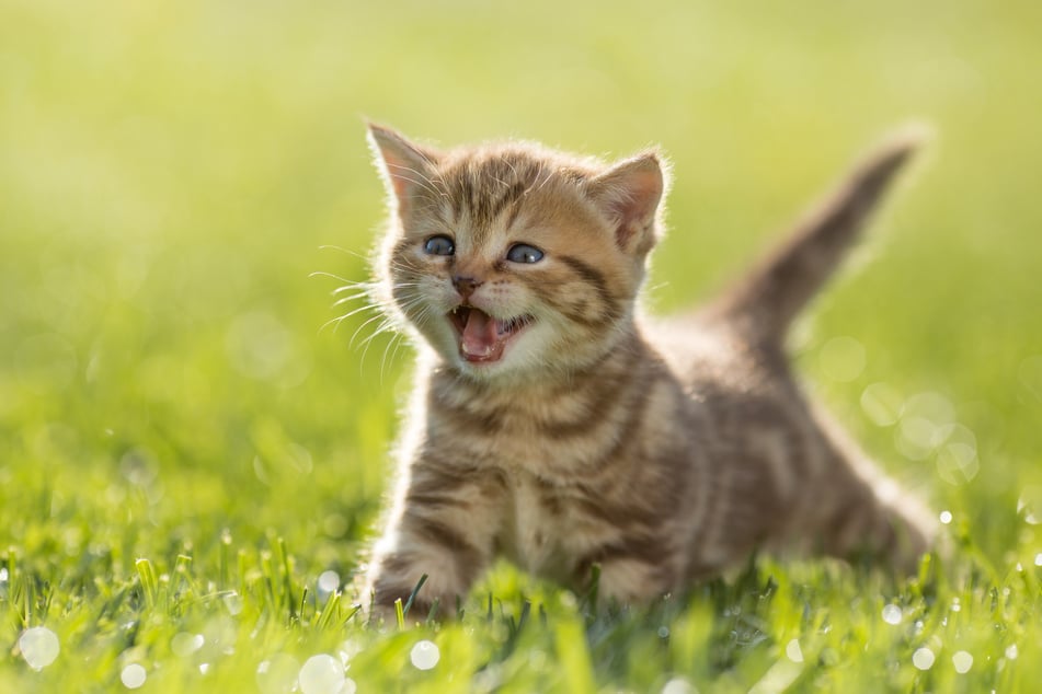 Domestic cats can drive their owners crazy with their meowing. This app aims to fix the problem (stock image).