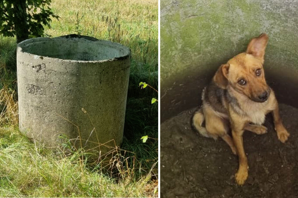 Männer misshandeln Hund und werfen ihn in Brunnen