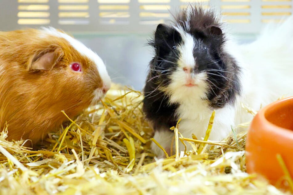 Wer ein Haustier hat, darf diese Aktion von Fressnapf nicht verpassen