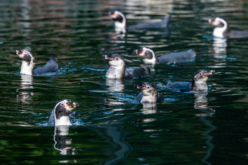 Im Amerika-Tierpark leben Pinguine, die man im Gehege sogar besuchen kann.