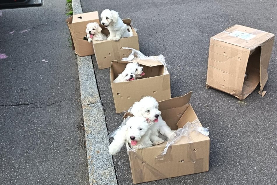 Diese sieben Hundewelpen sollten nach Belgien gebracht werden.
