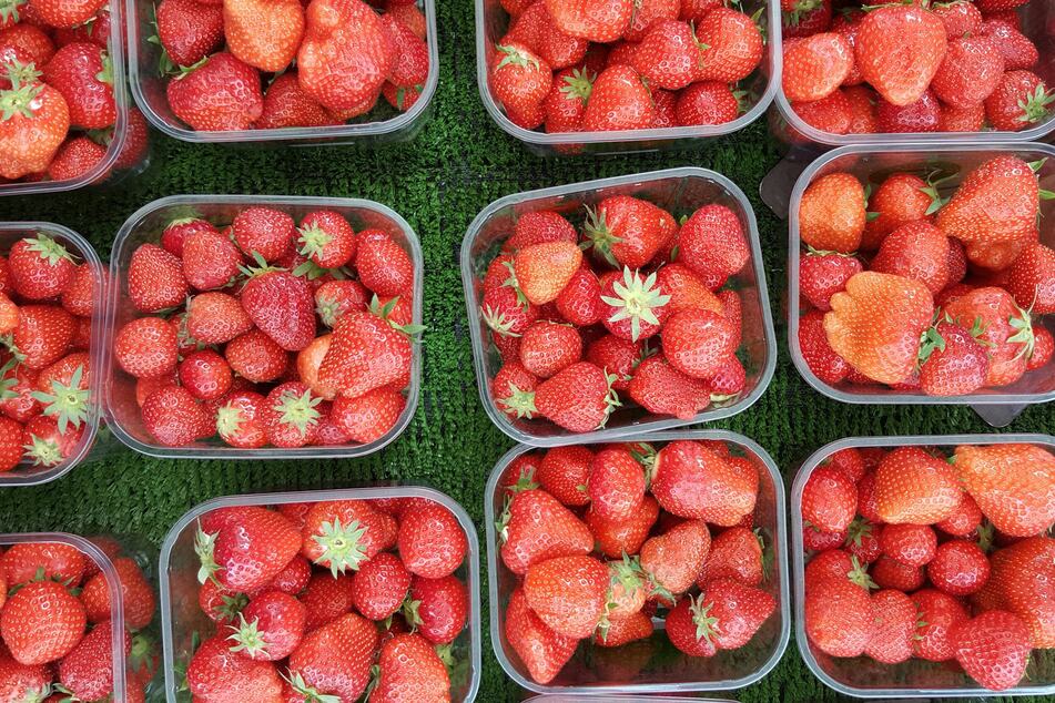 Auf diesen Feldern kannst Du in der Region Berlin Erdbeeren pflücken