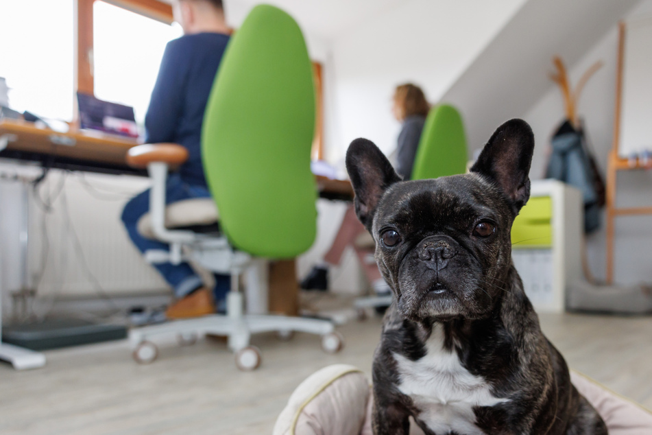 Bürohunde: Endlich mal ein Kollege, der nicht nervt!