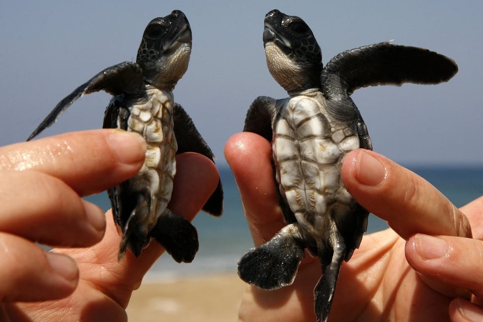 55 Baby-Schildkröten tot am Straßenrand entdeckt: Schuld ist der Mensch