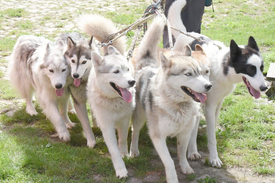 De opgeleide zoötechnicus verzorgt en vermaakt al meer dan tien jaar met zijn 15 husky’s mensen in ouderenzorg‑ en verzorgingshuizen, revalidatieklinieken en kindervoorzieningen.