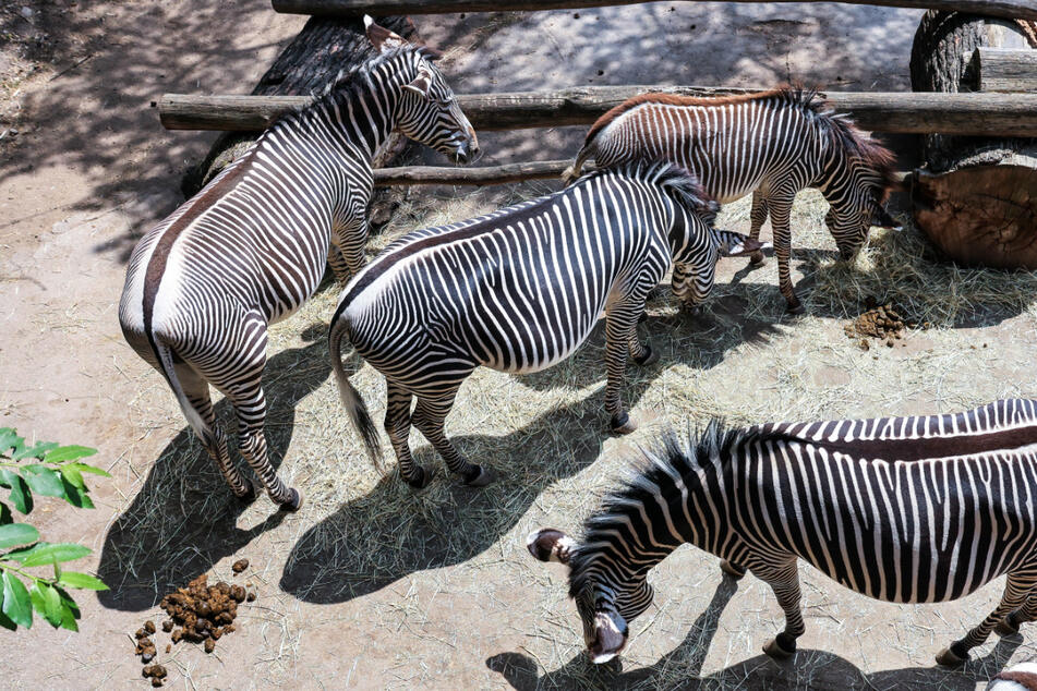 Zebras auf der Kiwara-Savanne im Zoo Leipzig. Seit fast einer Woche steht der Zoo in heftiger Kritik. Dabei geht es inzwischen auch um die Verfütterung eines der Tiere an die Löwen.