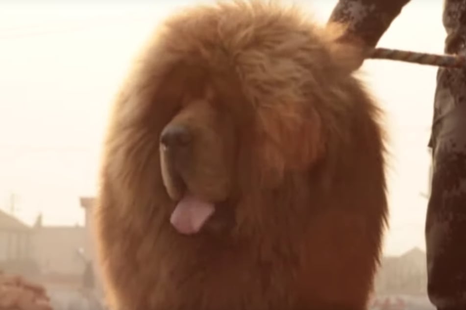 Das ist der teuerste Hund der Welt: Dazhewang.