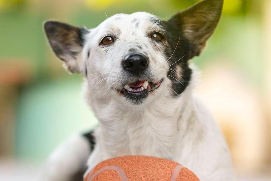 Here's why pet parents are loving these Chewy offers on Thursday, January 29