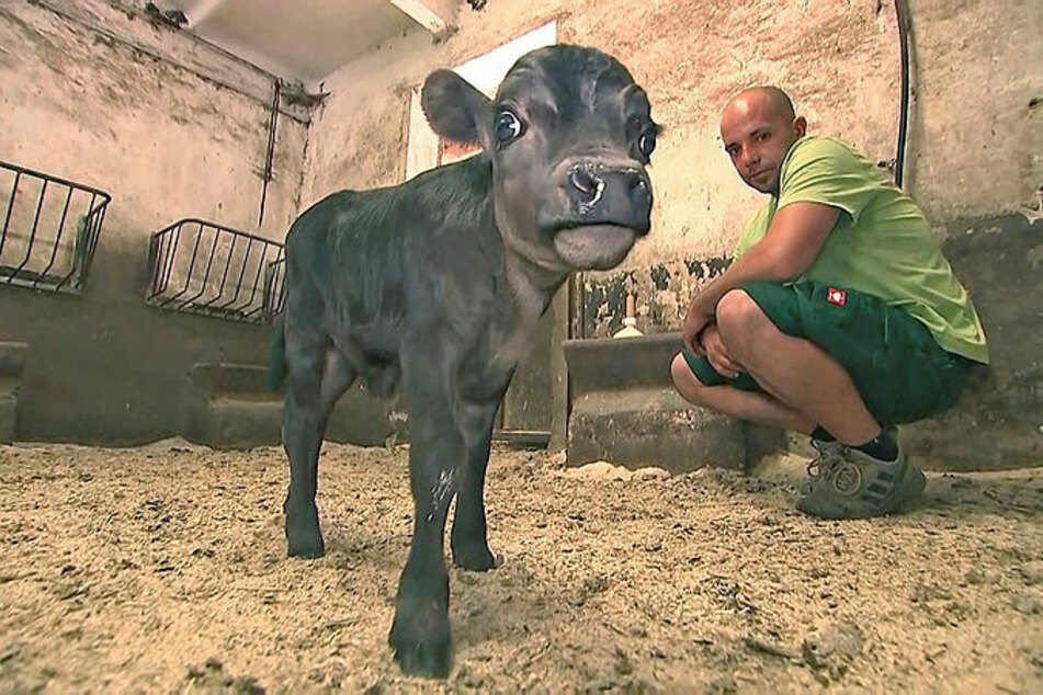 Mini-Rind Oskar wird im Tierpark Köthen per Hand aufgezogen