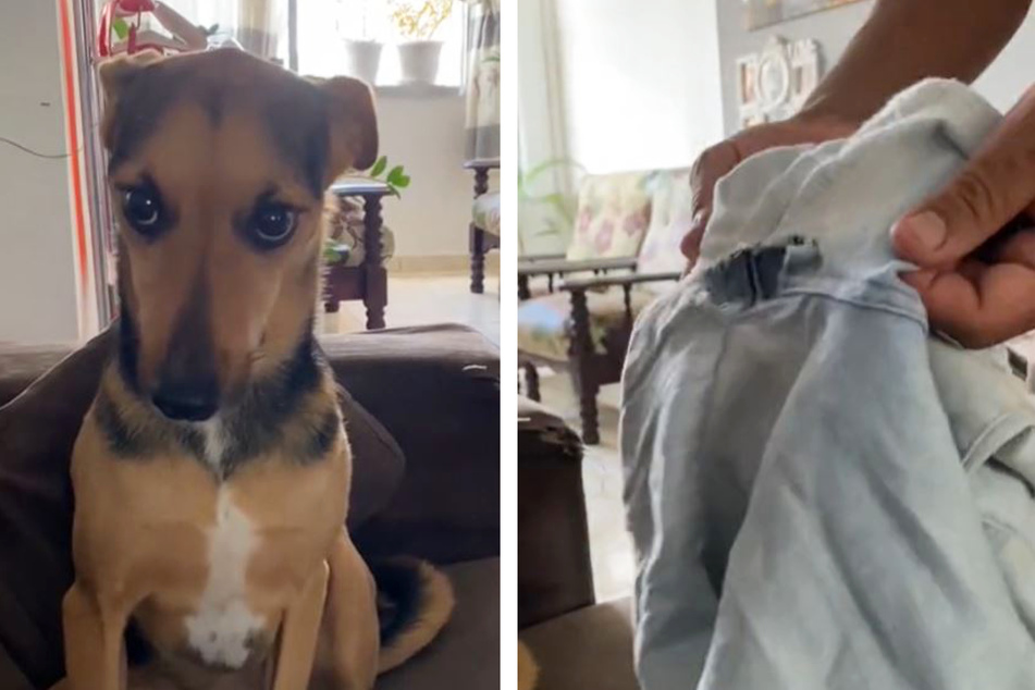 The dog was not ready to look at his master even for a second. Accordingly, the four-legged friend did not even look at the bitten pants.