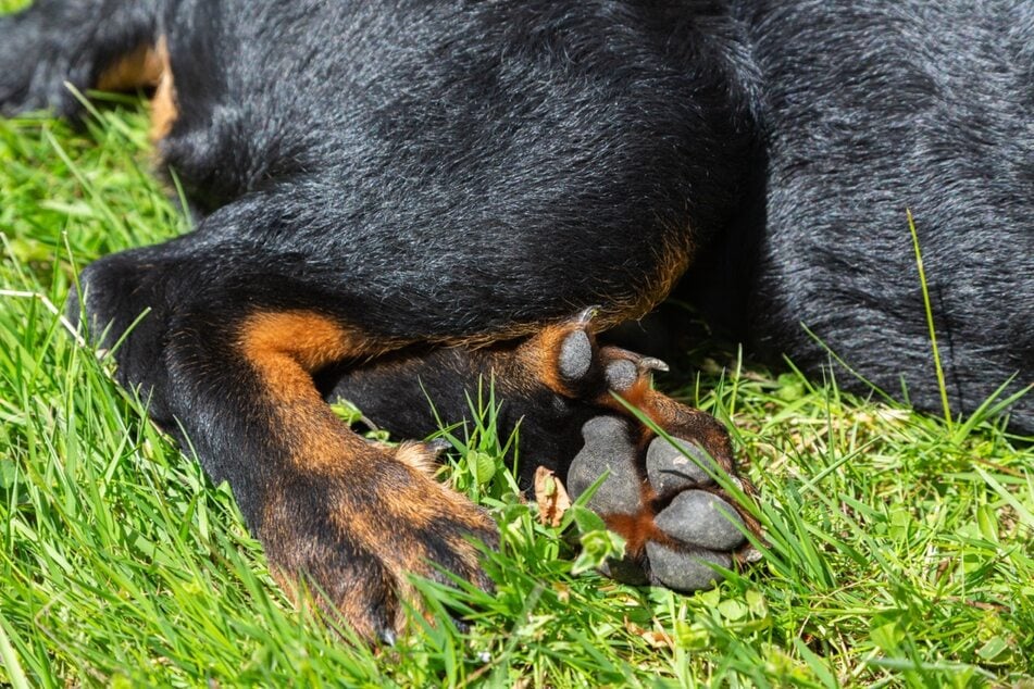 Manche Hunde besitzen sogar zwei Wolfskrallen (doppelte Afterkralle) an den Hinterläufen.