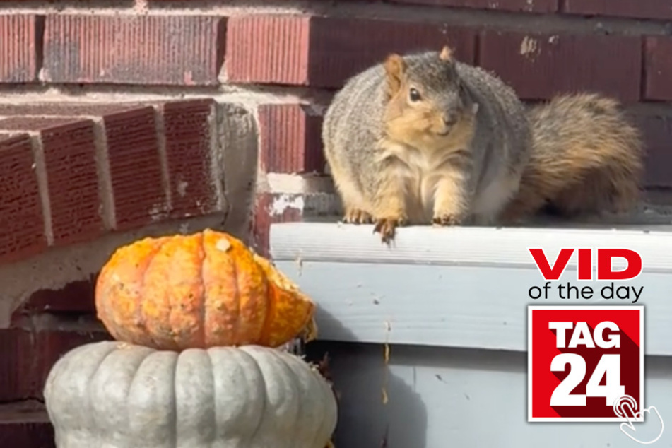 Today's Viral Video of the Day features a squirrel so round a woman couldn't help but take a clip of it!