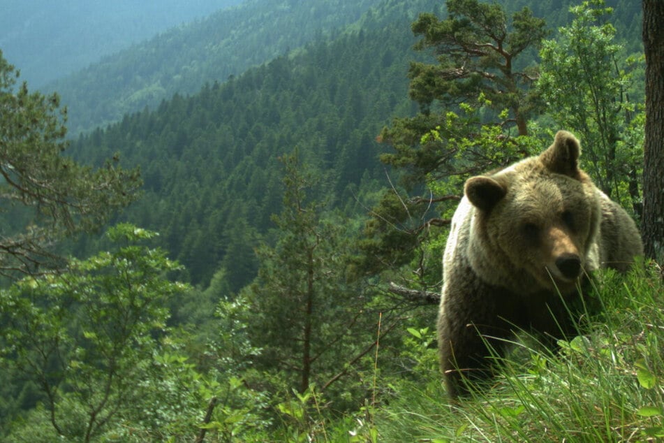 Bär in Bayern: Rund 70 neue Hinweise auf Raubtier