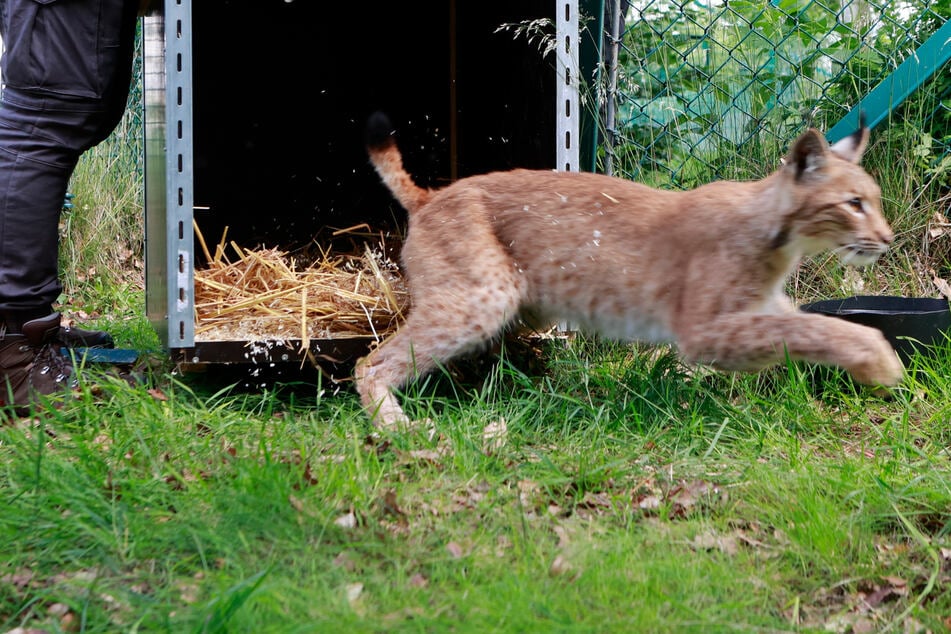 Luchs-Lieferung geht schief: Plötzlich springt das Tier über den Zaun und verschwindet