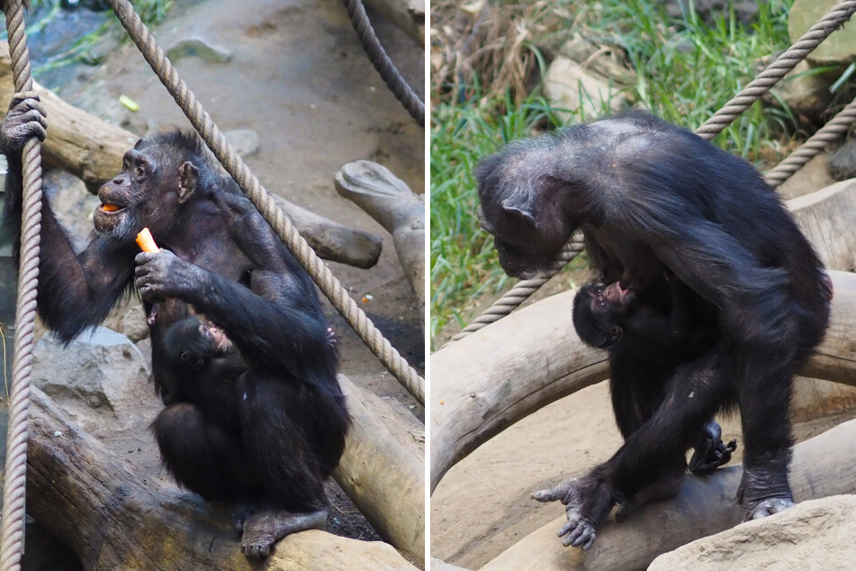 Bei den Schimpansen im Zoo Leipzig gab es Nachwuchs.