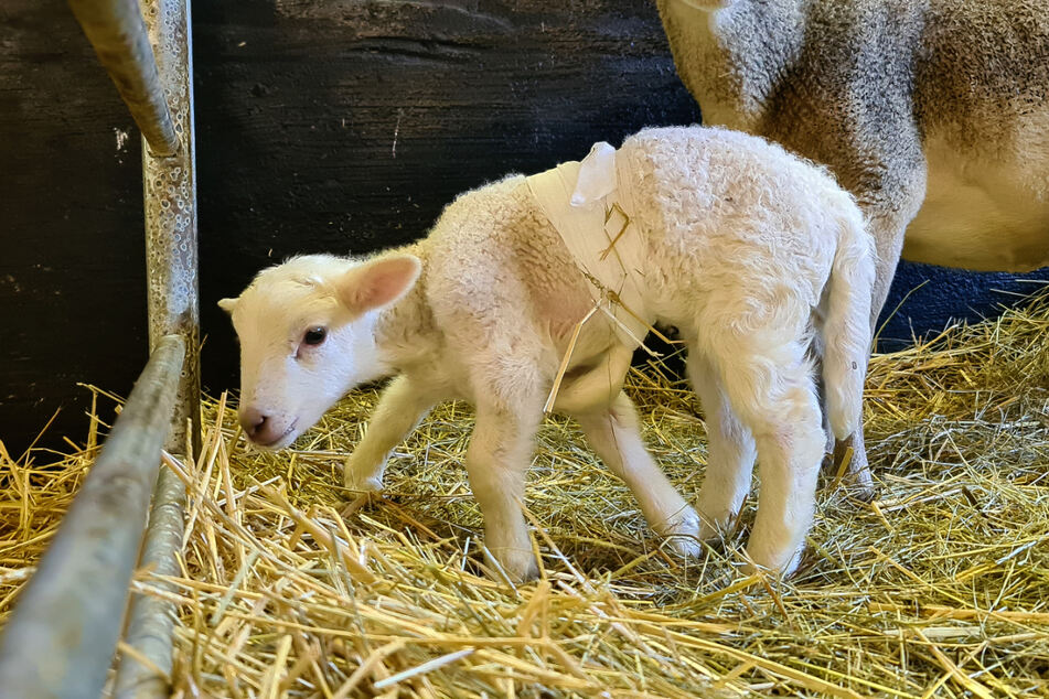 Anfang des Jahres kam Dolly in Torgau zur Welt - mit sechs Beinen.