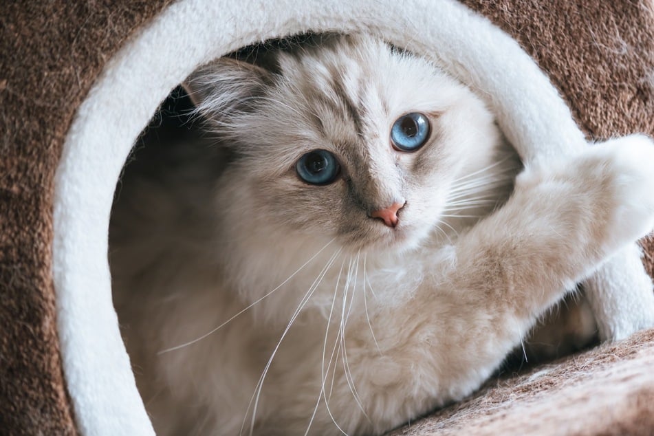 Ob Kuschelsack oder Kuschelhöhle - Katzen sind dankbar über einen geschützten Ort zum Entspannen und Einkuscheln.