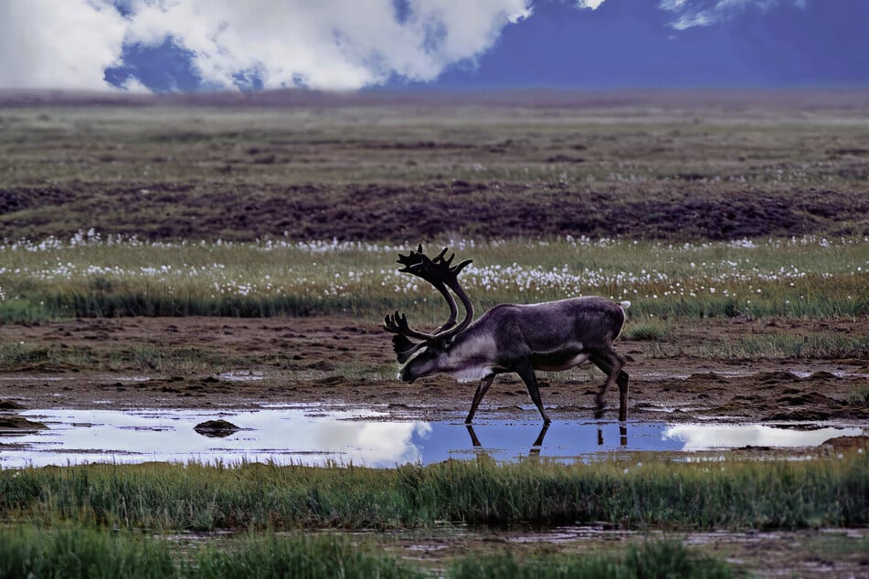 Trump administration opens more lands in Alaska wildlife refuge to oil and gas drilling