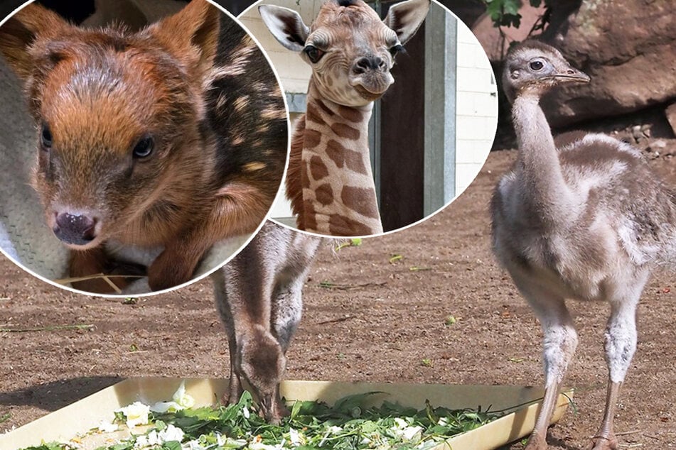 Baby-Boom im Zoo: Mutige Küken und historischer Pudu-Nachwuchs