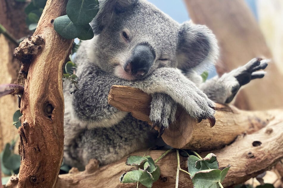 Koala-Männchen Bouddi hat mittlerweile die Bleibe seines Vaters übernommen und muss sich nun erstmal an das neue Zuhause gewöhnen.