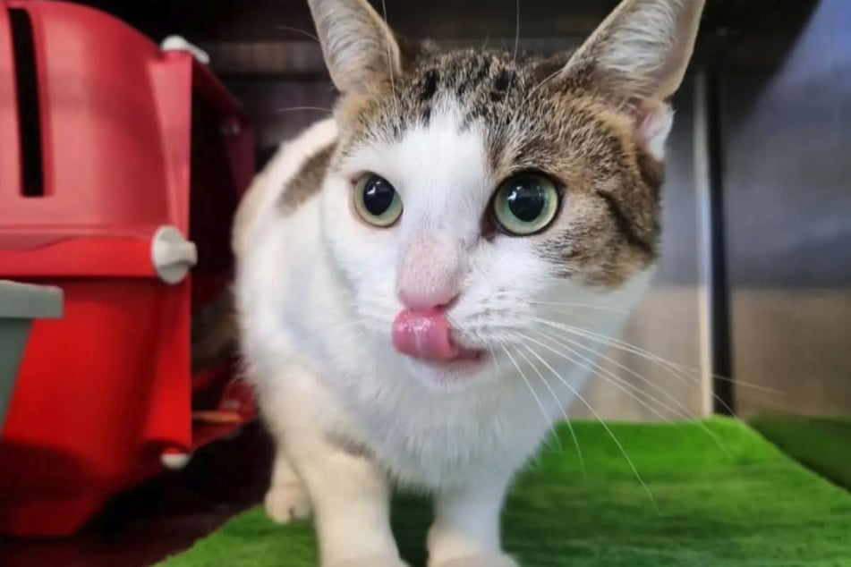 Die kleine Elvi wird von ihren Pflegern als richtige "Schmusekatze" bezeichnet.