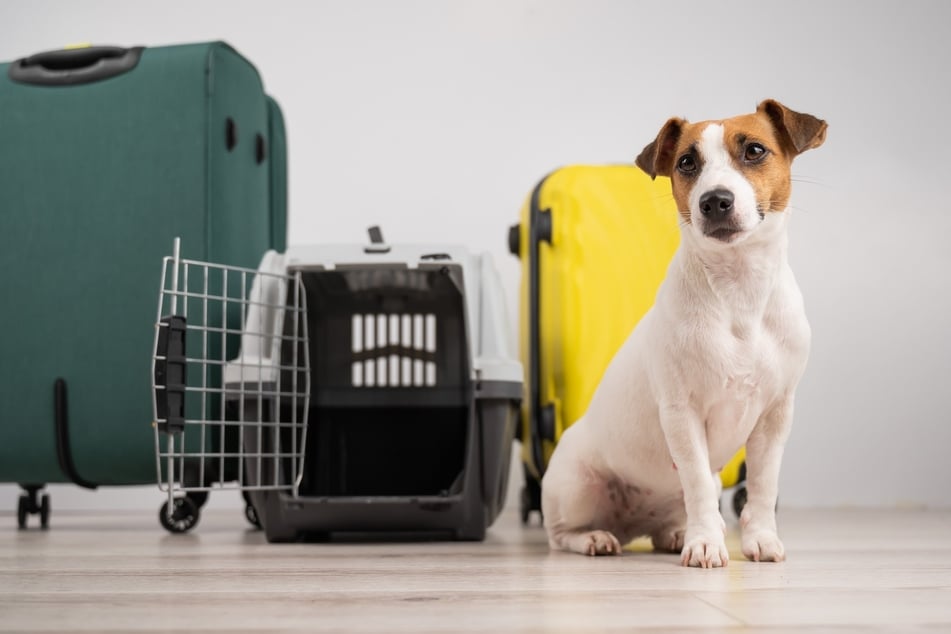 Hunde müssen vor einem Flug an ihre Transportbox gewöhnt werden.