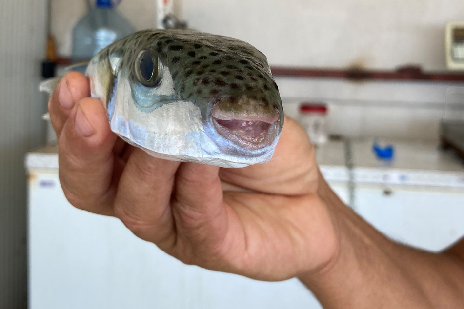 Sieht freundlicher aus, als er ist: Der Hasenkopf-Kugelfisch, auch Silberstreifen-Kugelfisch genannt.