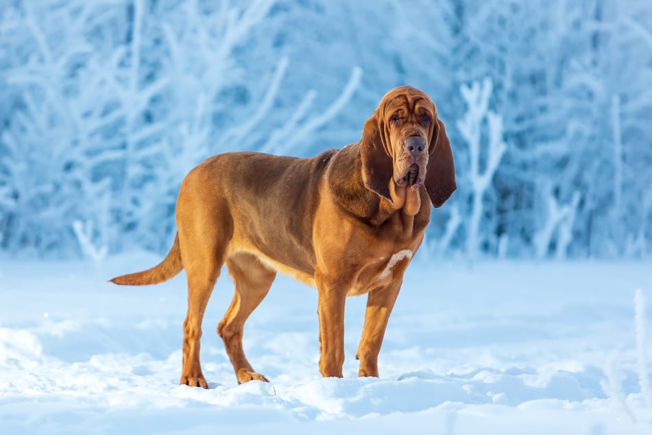 Bloodhounds are famous for their droopy faces and sad expressions.