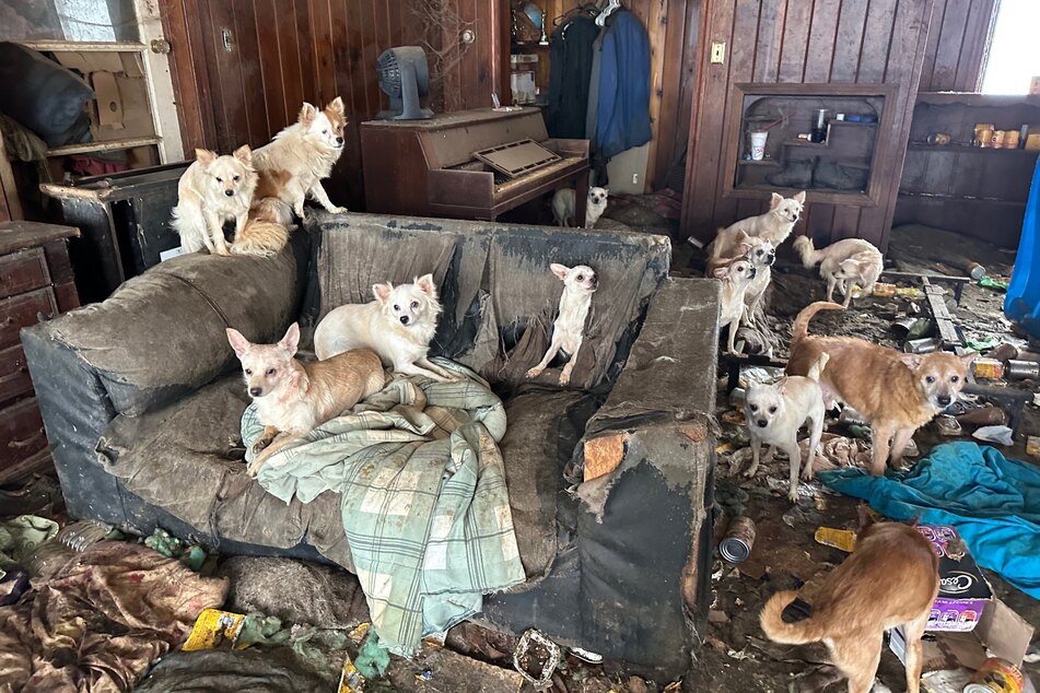 "Operation Herzschmerz zu Weihnachten": 76 Hunde in verwahrlostem Haus entdeckt!