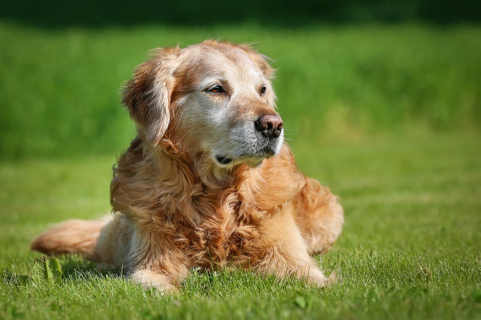 Bei älteren Hunde ist ein intensiverer Körpergeruch ganz normal. Trotzdem sollte man immer auf Auffälligkeiten achten.