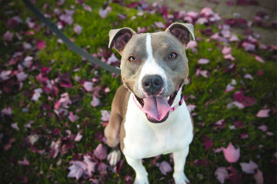 Pit bulls are smaller, but have extremely strong jaws that can cause a lot of damage.
