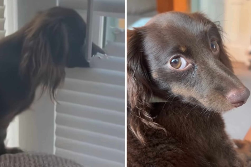Shelly the dog "surprised" her owner with a new home renovation! How thoughtful – no wonder the video of her handiwork has gone viral.