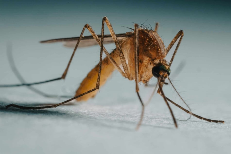 Why are some people "magnets" for mosquitos? Science has new answers