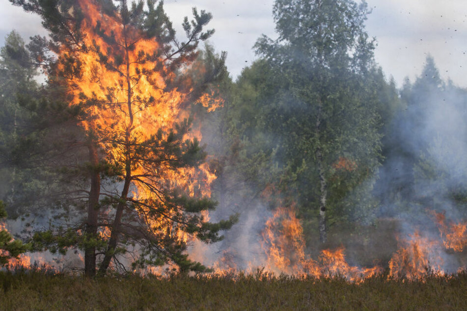 Bäume eines Waldes stehen in Flammen.