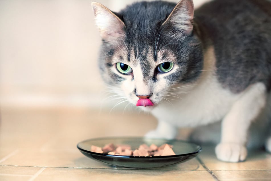 Viele Katzen haben einen solch regen Appetit, dass sie mit der Zeit Übergewicht ansetzen.