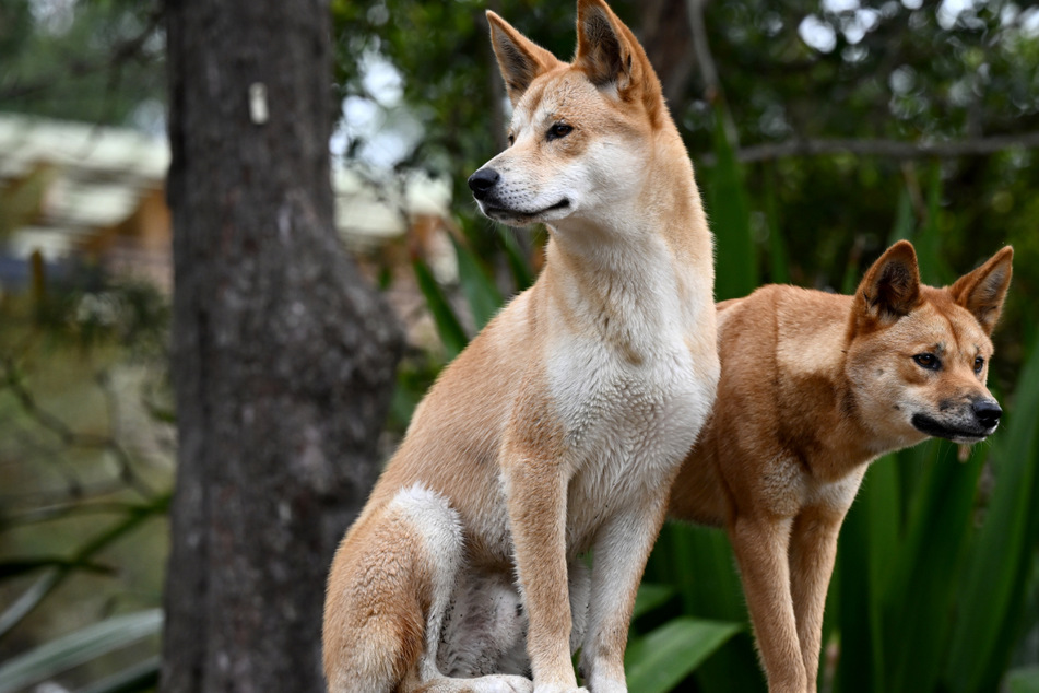 Streit um den Dingo: Forscher und Tierschützer gehen auf die Barrikaden
