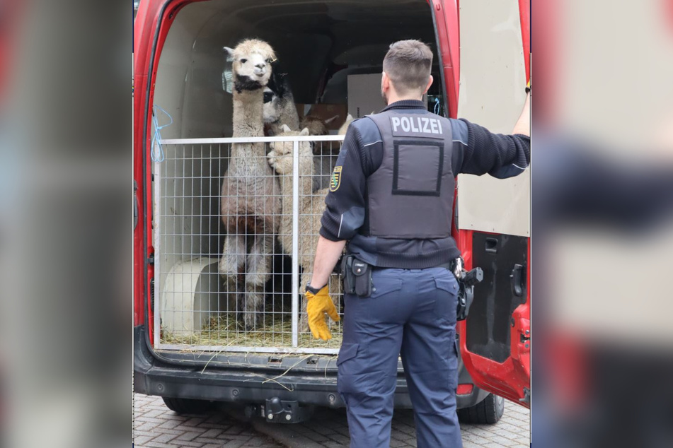 Als ein Polizist die Tür öffnete, sah er zuerst zwei Alpakas.