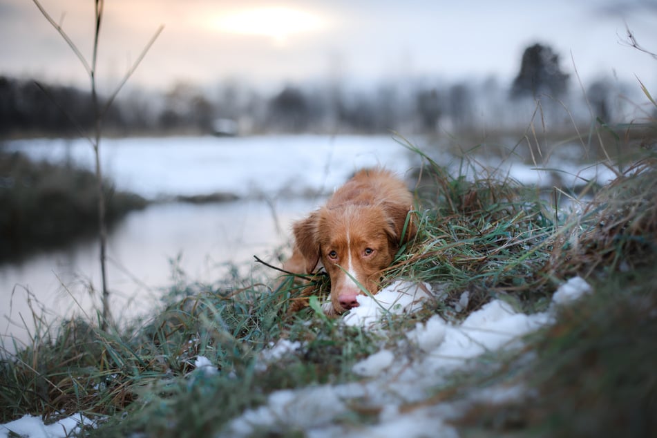 Wie es dem zurückgelassenen Vierbeiner geht, ist nicht bekannt. (Symbolbild)