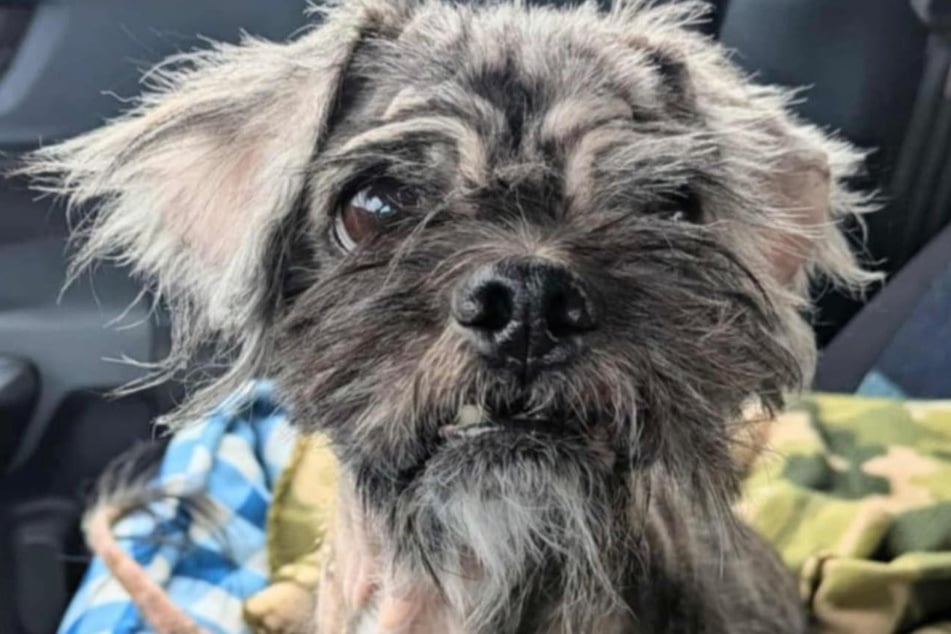 Para llamar la atención sobre él, a Joiner se le coronó como el "perro más feo del mundo".