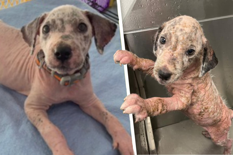 Mangled mutt becomes unrecognizable after some puppy love!