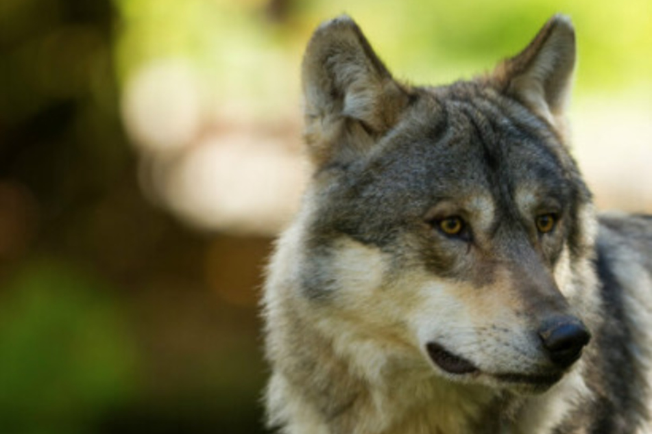 Wölfe: Aggressive Wölfe erschießen: Neue NRW-Wolfsverordnung könnte den Weg frei machen