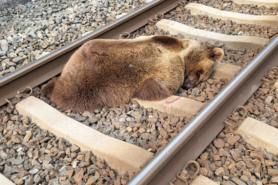 Das Tier wurde am Dienstagmorgen auf der Strecke zwischen Schwarzach und Lend von einem Zug erfasst.