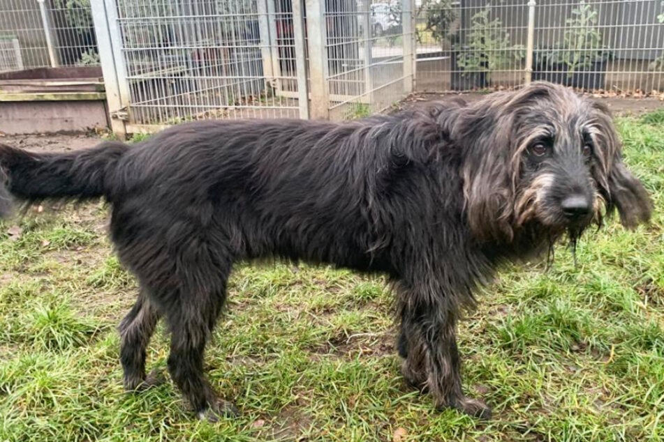 Der Riesenschnauzer-Mix, Woody (10) will aus dem Berliner Tierheim ausziehen.