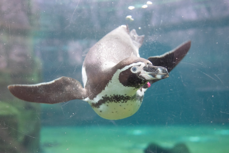 Ein Humboldt-Pinguin schwimmt in einem Wasserbecken des Dresdner Zoos.
