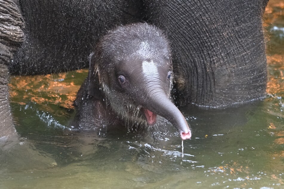Taufe im Zoo Leipzig: Der kleine Elefant wurde nach einer Abstimmung auf den Namen "Akito" getauft, übersetzt heißt das "Herbstkind".